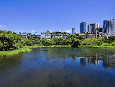 生態池-水池-遠景