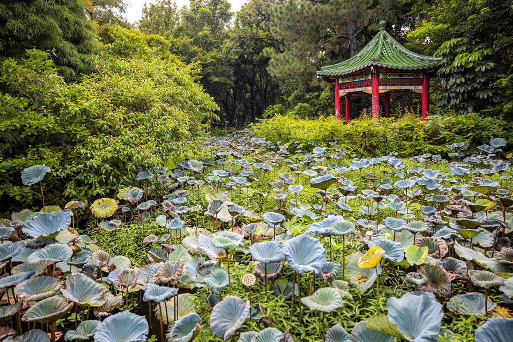 El Jardín Botánico de Taipéi