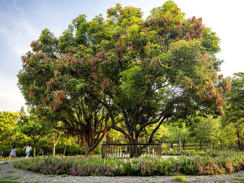 芒果樹旁環繞著杜鵑花