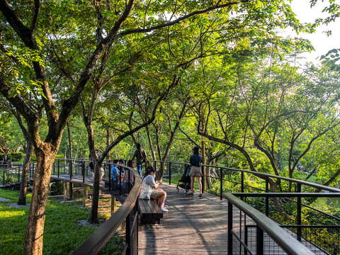 生態池旁群樹環繞的落羽松步道