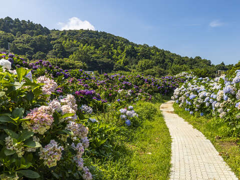 小路旁皆是美麗的繡球花(圖片來源：臺北市政府觀光傳播局)