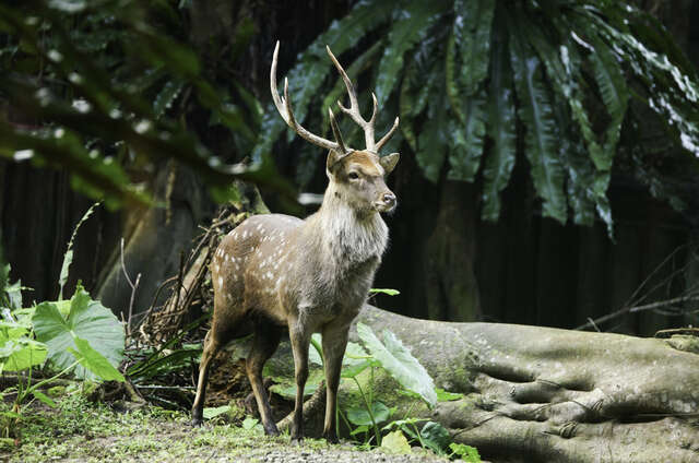 臺北市立動物園-梅花鹿(圖片來源：臺北市立動物園)