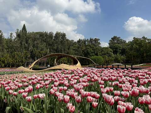 絢爛盛開的鬱金香花海