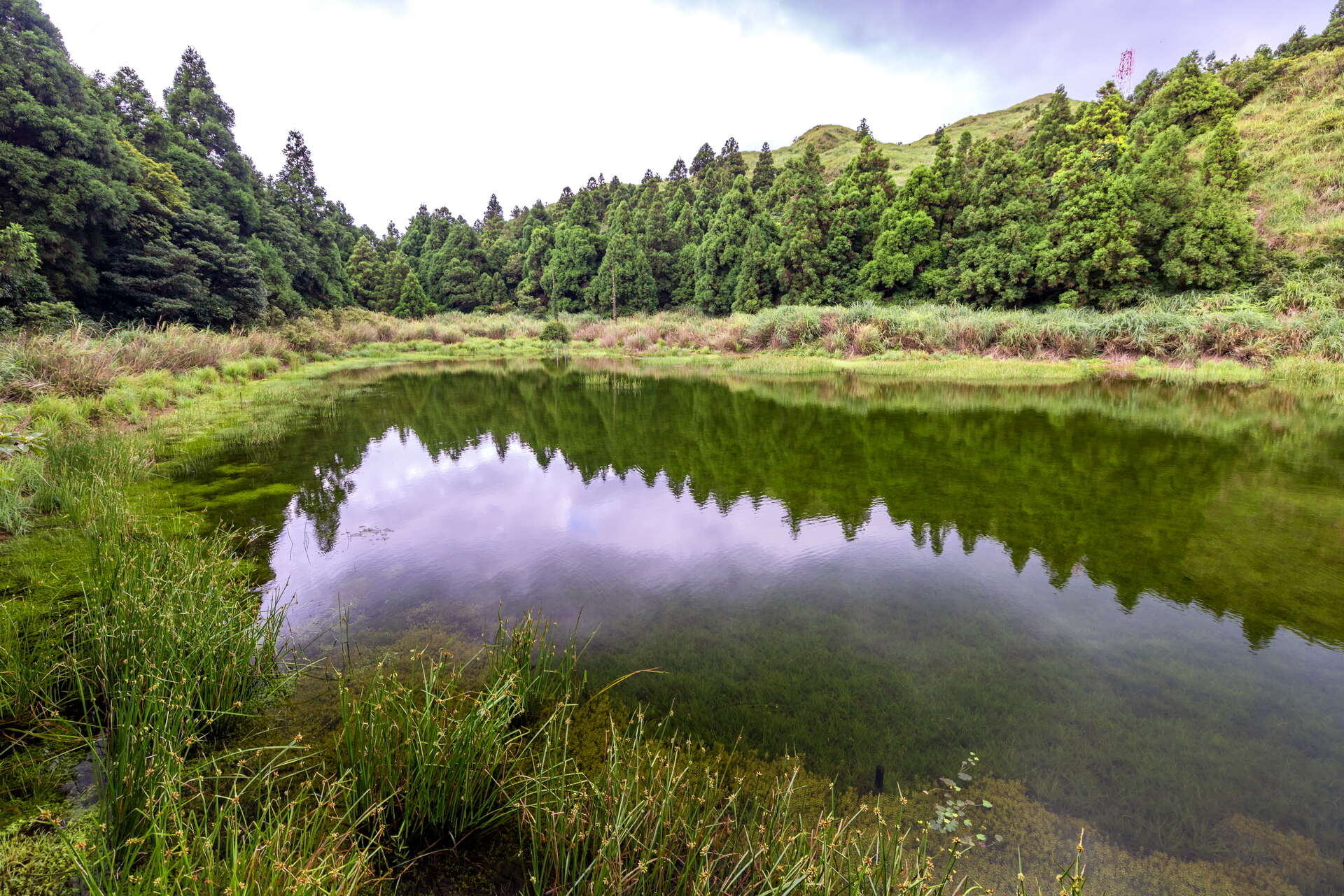 湖邊生長著各種植物，水面清澈透明，風景如畫