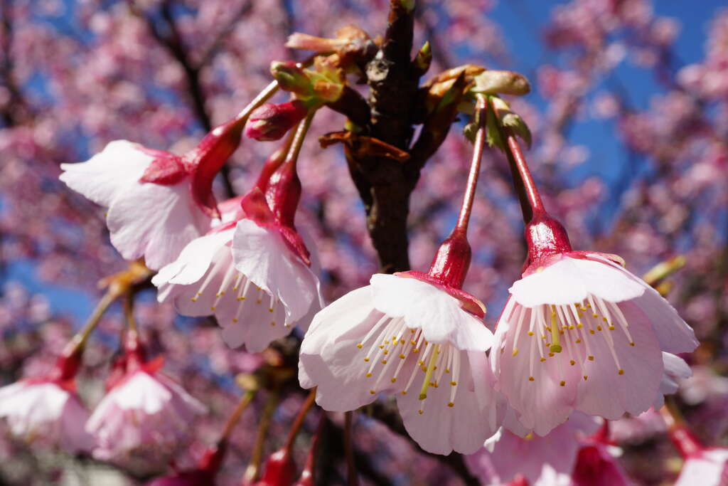 핑덩리 벚꽃