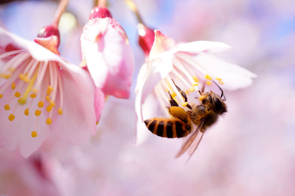 櫻花與蜜蜂_高讚賢攝