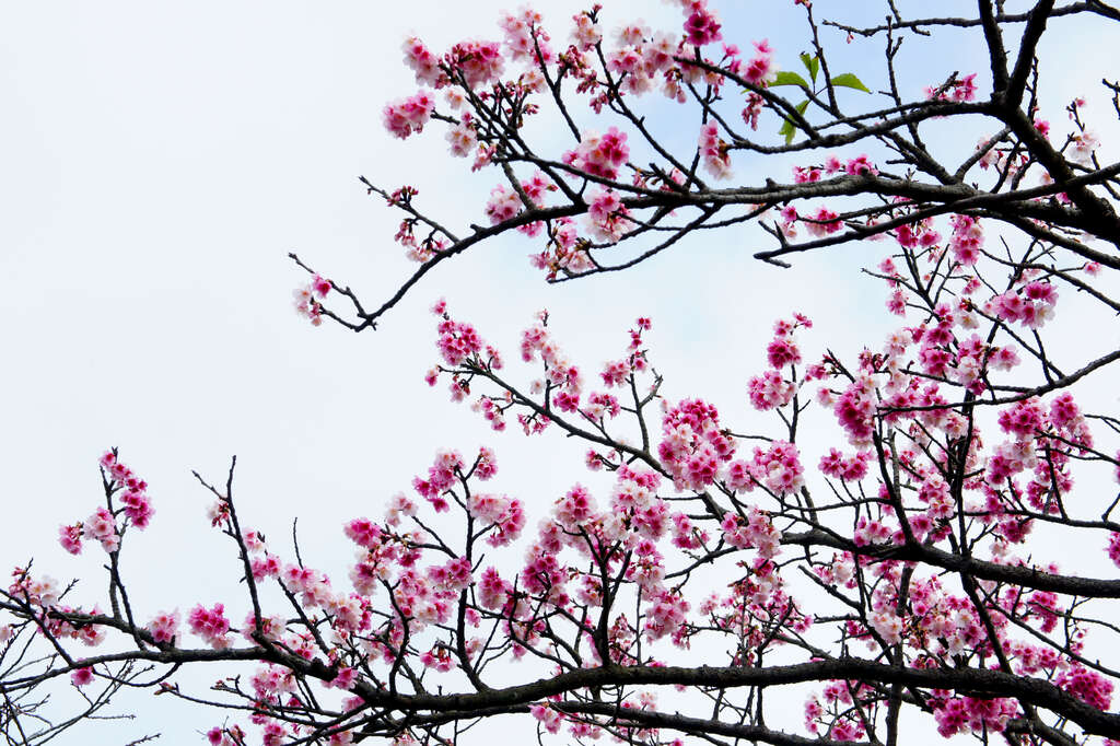 핑덩리 벚꽃