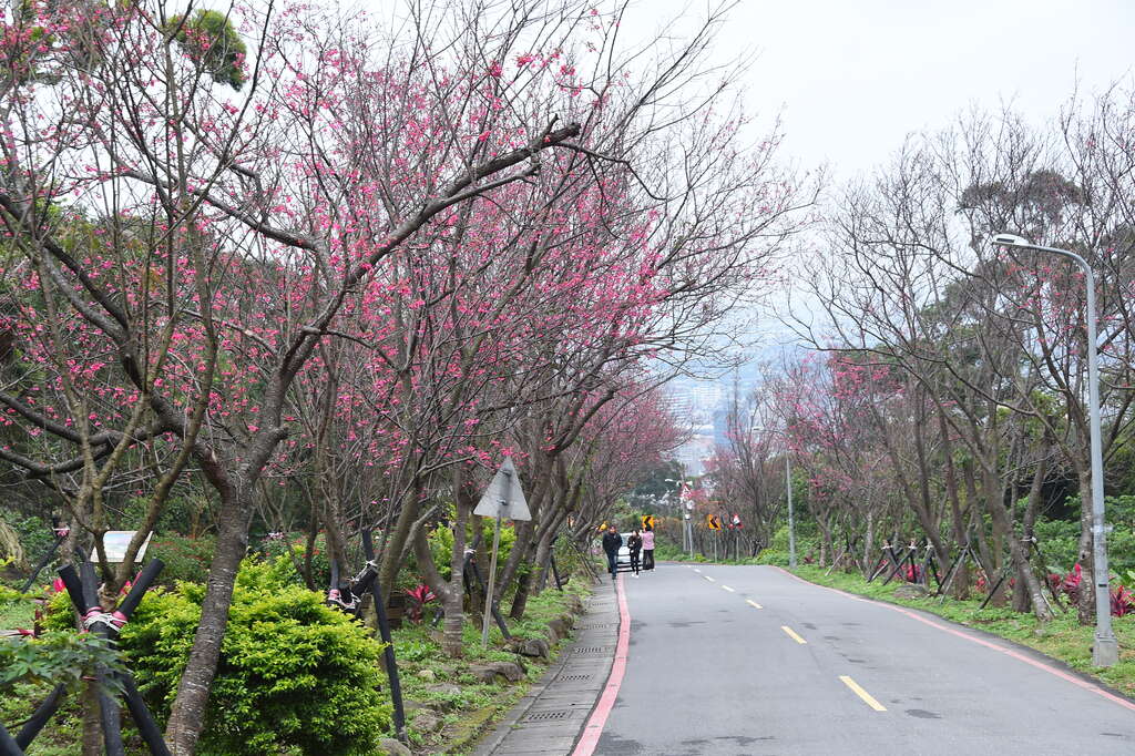 Cherry Blossom Tunnel at Fuxing 3rd Road