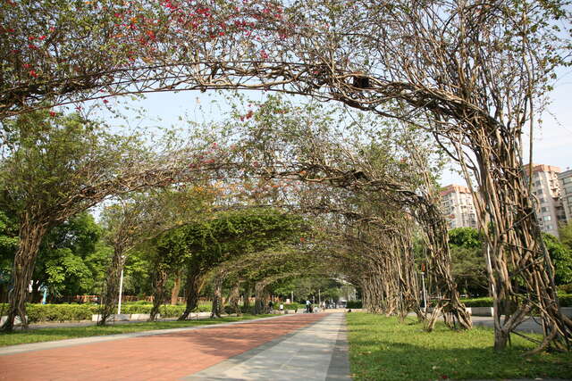 榮星公園藤蔓步道_王能佑攝