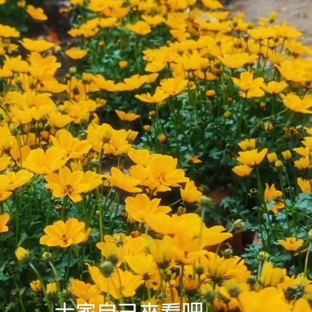 Instagram-(新しいウィンドウを開きます)
