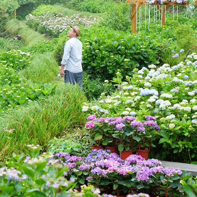 #YangmingshanZhuzihuHydrangeaSeason is officially here! 🌸 / #陽明山竹子湖繡球花季 繡球花季開跑