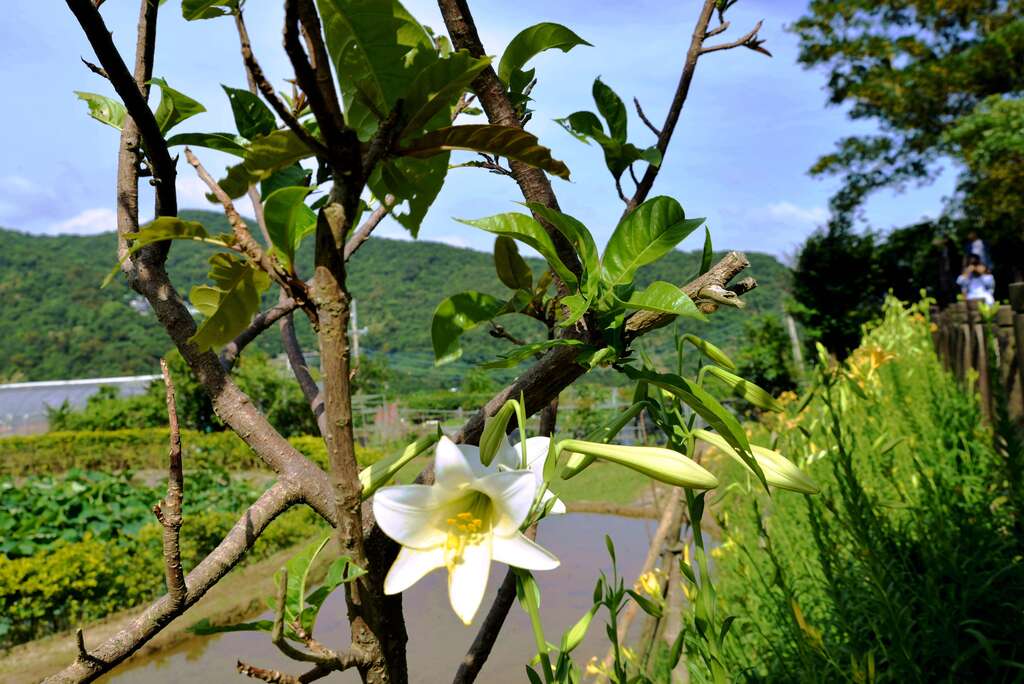 铁炮百合花
