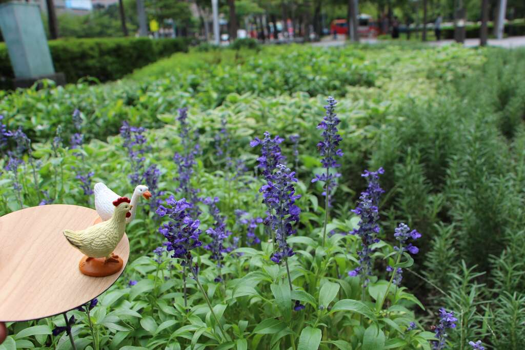 夏天的香料记忆 鼠尾草庭园厨房两相宜