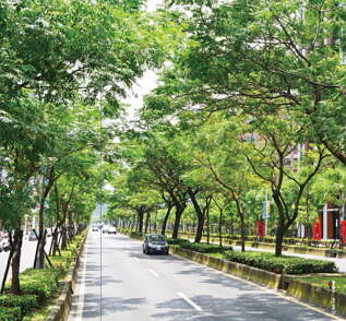 台北畫刊562期—林蔭大道，花與樹