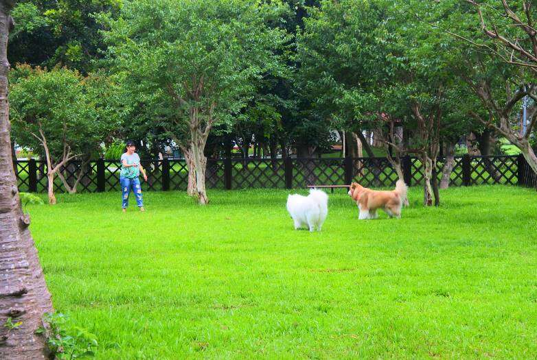 「至善公園(福林)狗狗活動區」正式啟用 歡迎市民帶狗狗一同前往體驗