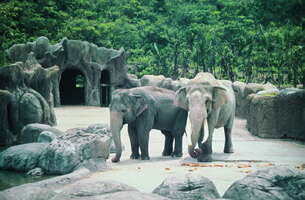 台北画刊103年4月第555期—HAPPY 100TH BIRTHDAY TO TAIPEI ZOO 快乐天堂庆生PARTY 回顾百年里程碑