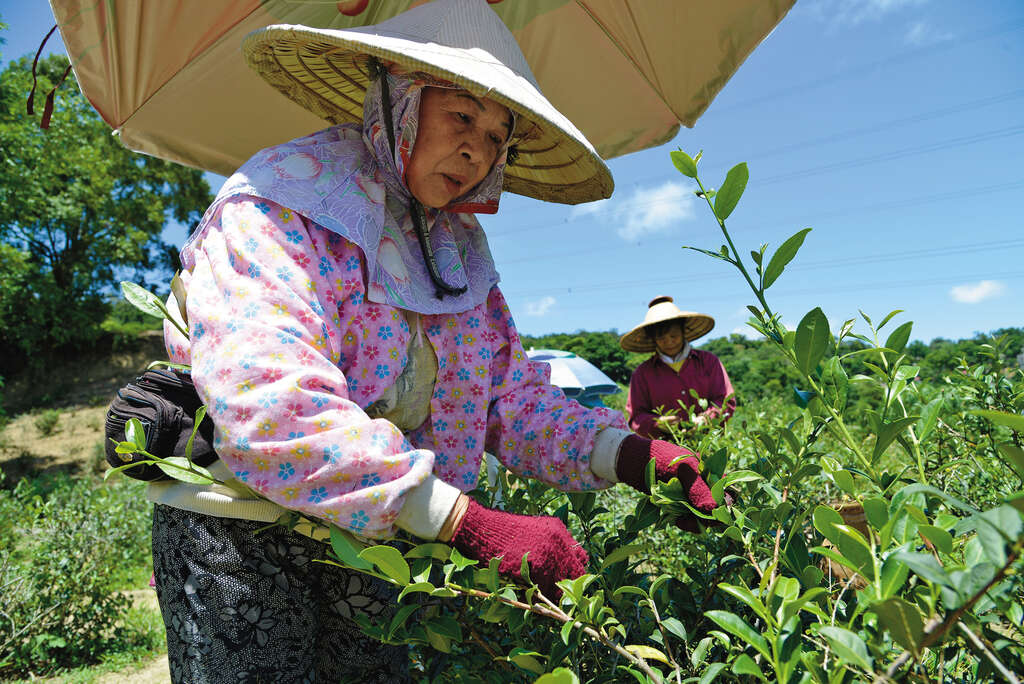 豫樟品茗煙嵐起　【樟樹樟湖步道】