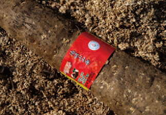 台北畫刊554期—要你健康 多管齊下