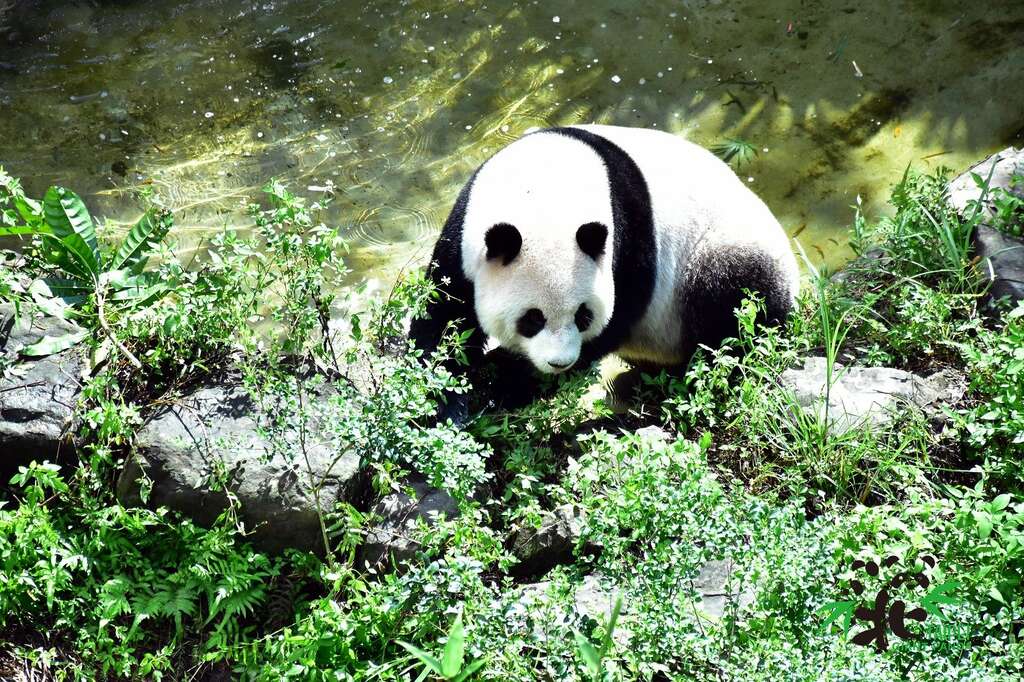 戶外活動場經過精心的設計，大家記得停下腳步觀察一下大貓熊的各種反應喔!（大貓熊「圓仔」）