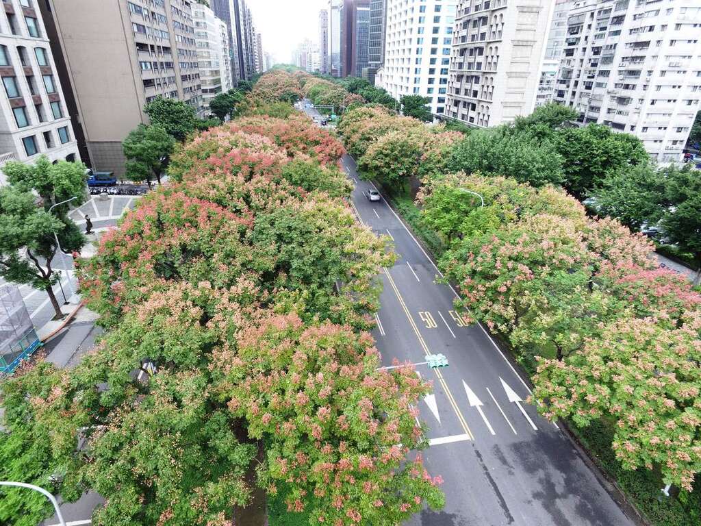 秋風染紅枝梢為敦化南路帶來城市景觀美感
