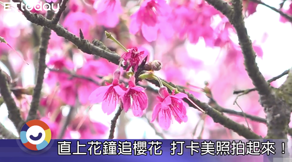 .每年2月中旬，樱花开满整个花钟周边，每个角度都是网美取景