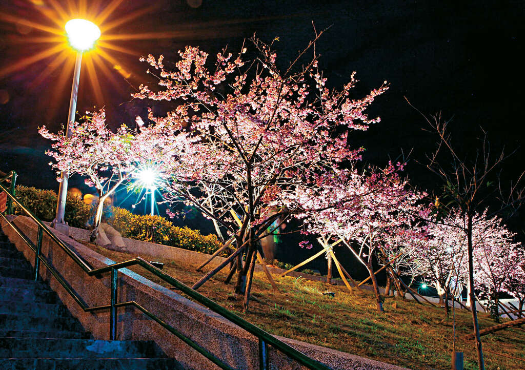 到内湖乐活公园欣赏昭和樱月下芳姿。