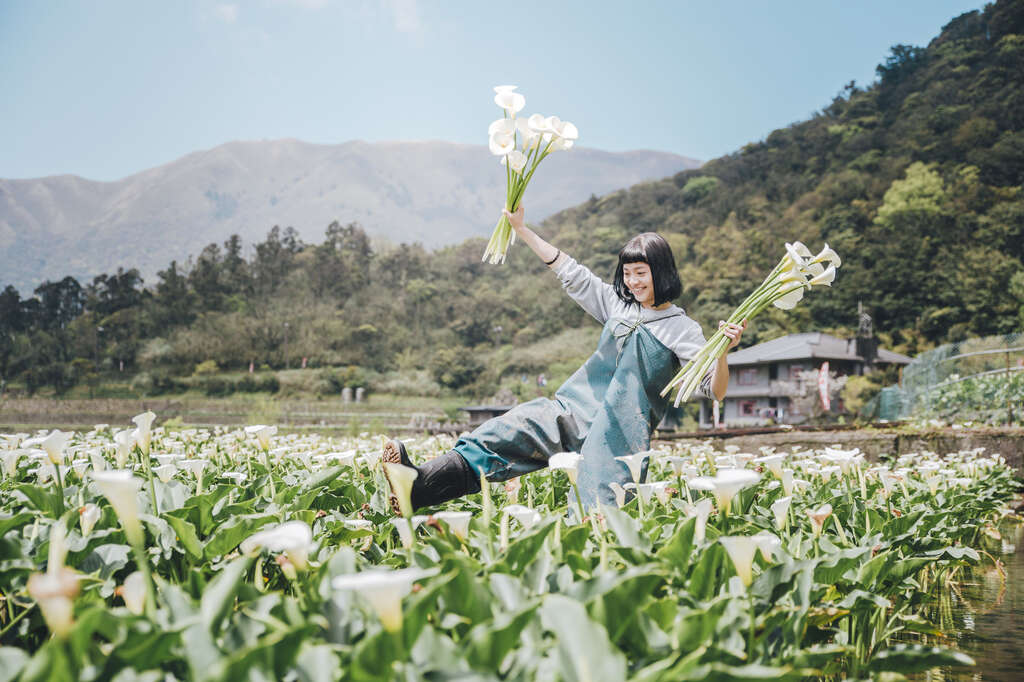 【美好X台北 台北花季】跟着海芋、绣球花上山追花