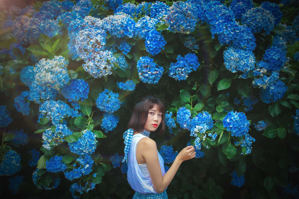 【美好X台北 台北花季】跟着海芋、绣球花上山追花