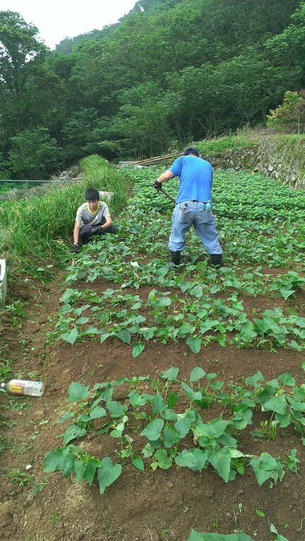 【美好X台北 台北花季】海芋季郊野踏青、繡球花季山間尋寶
