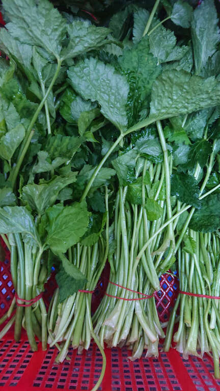 【美好X台北　台北花季】海芋季郊野踏青、繡球花季山間尋寶