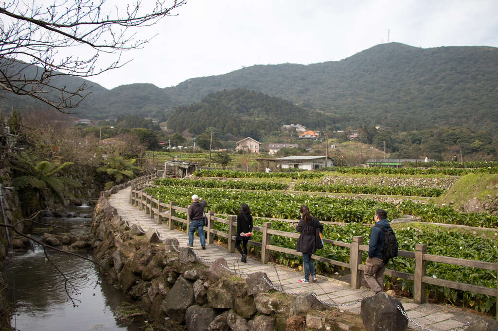 【美好X台北　台北花季】海芋季郊野踏青、繡球花季山間尋寶