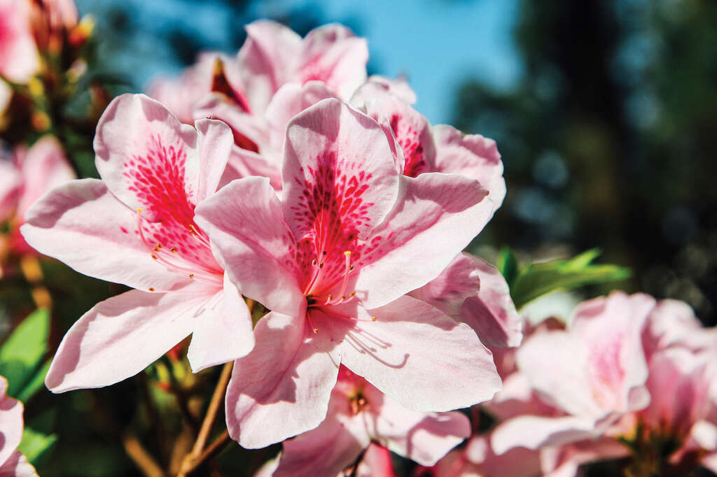 TAIPEI Spring 2019 Vol.15--Flower Viewing in Taipei: Three Routes Recommended for Couples, Friends, and Families