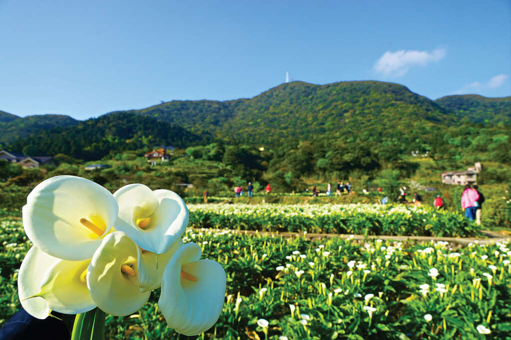 TAIPEI Spring 2019 Vol.15--Flower Viewing in Taipei: Three Routes Recommended for Couples, Friends, and Families