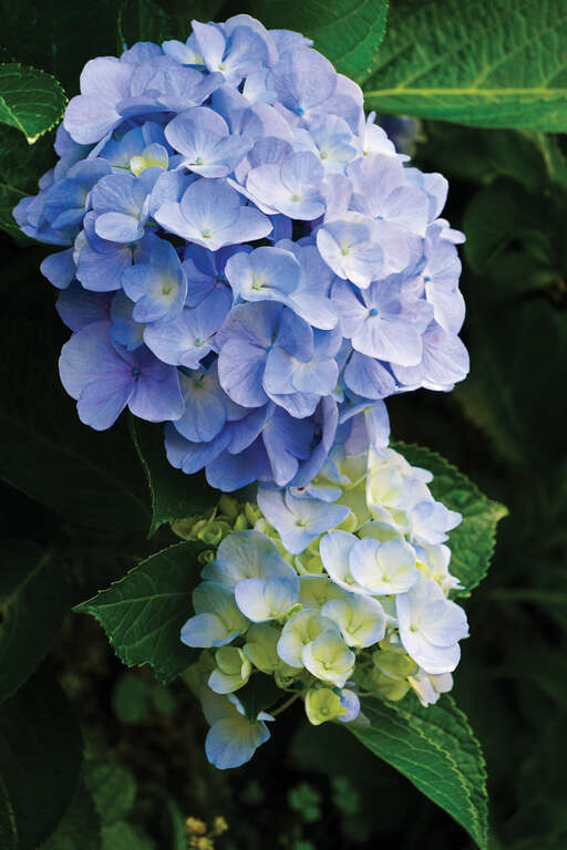 TAIPEI Spring 2019 Vol.15--Flower Viewing in Taipei: Three Routes Recommended for Couples, Friends, and Families