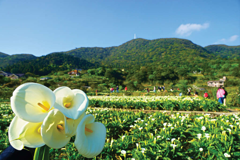 TAIPEI 春季号 2019 Vol.15--彩りを楽しむ絶景花見ルート