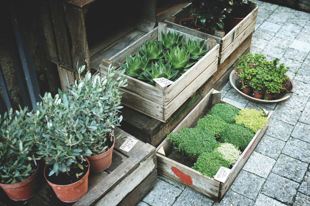 TAIPEI 春季号 2019 Vol.15--​​​​​​​草木が芽吹く春 室内を彩る花と植物