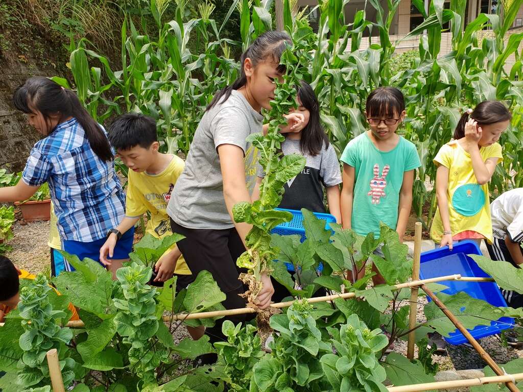 在菜圃採收蔬菜，也是課程的一部分。