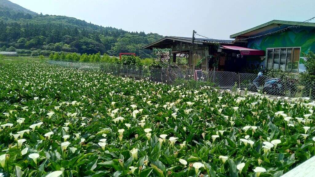 Los lirios cala de Zhuzihu florecen hasta finales de mayo y se empezará la temporada de las hortensias