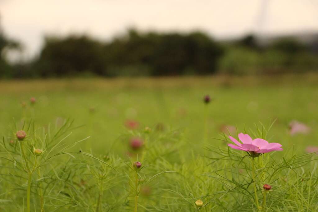 花兒會慢慢地開
