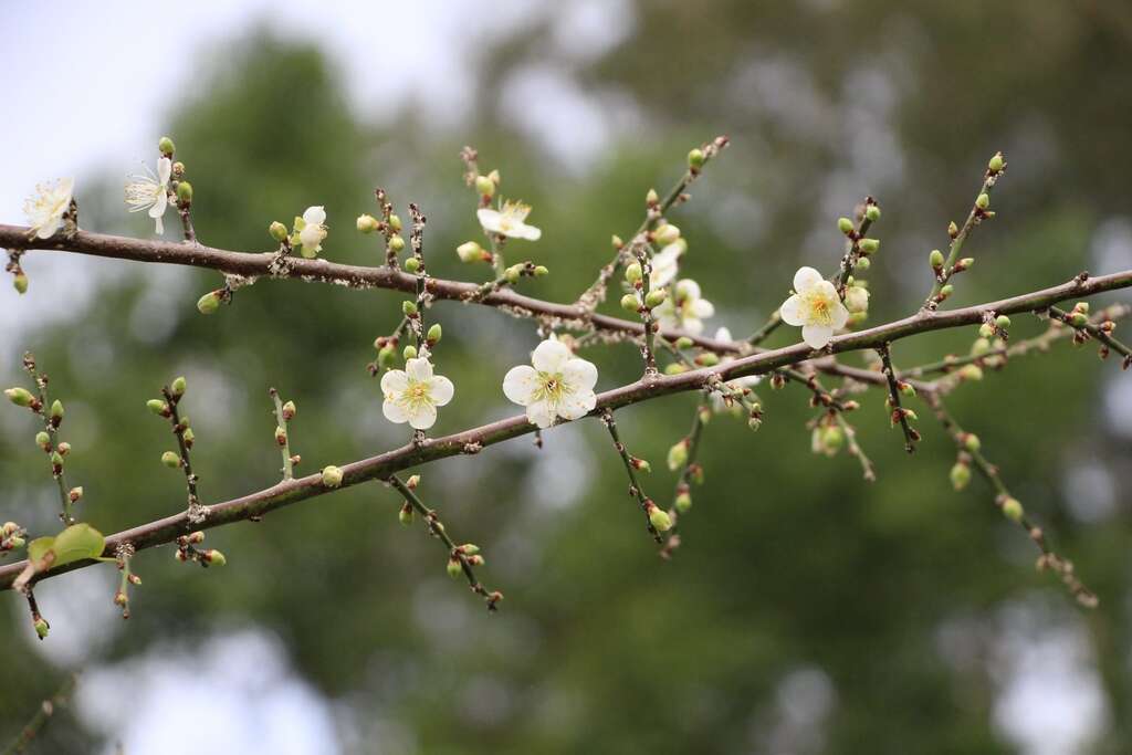 朵朵寒梅開在枝頭清新脫俗