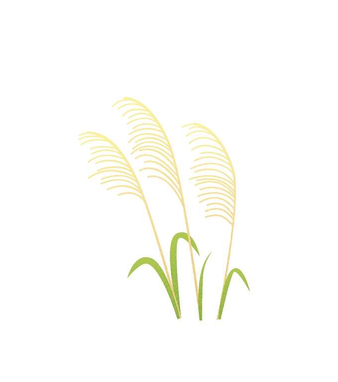 芒草