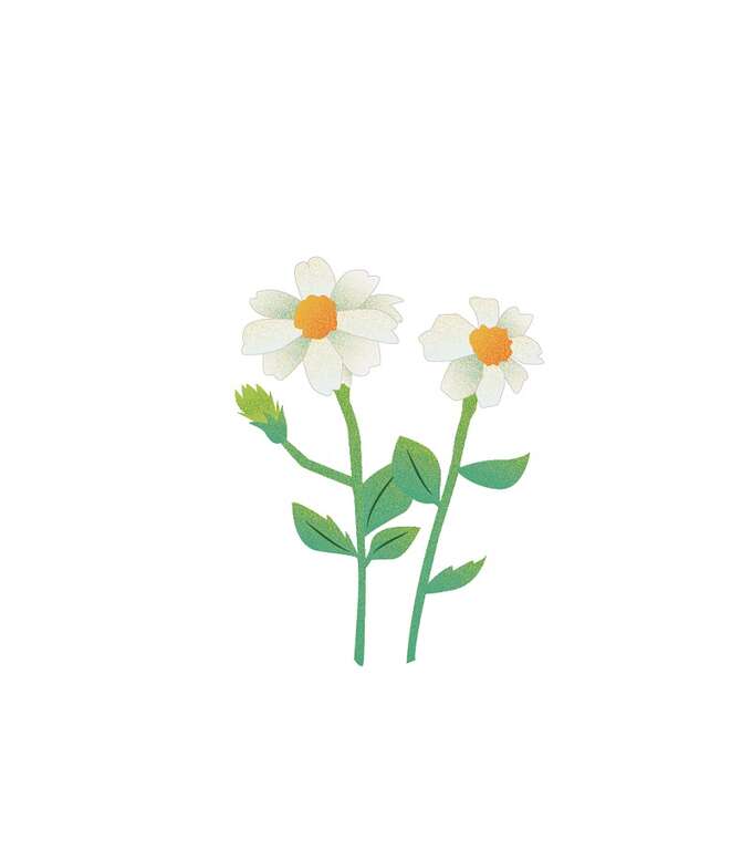 鬼针草
