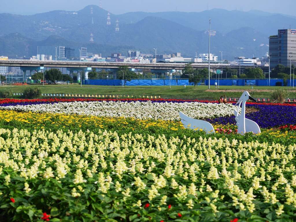 「観山河浜公園」の花畑が見頃　花見とバードウォッチングに！
