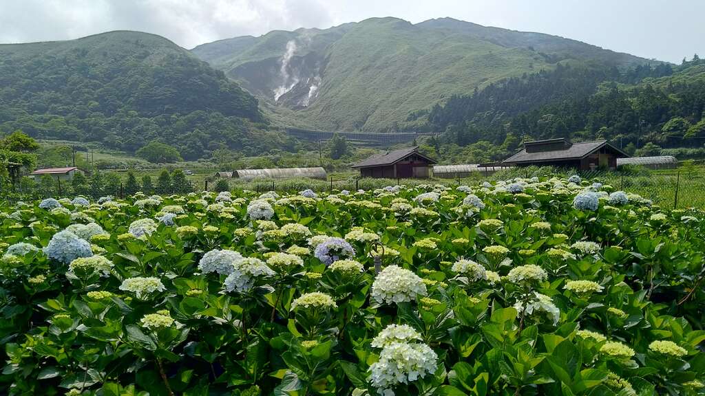 Visit Tianmu to View the Calla Lily Flora Design Exhibition!