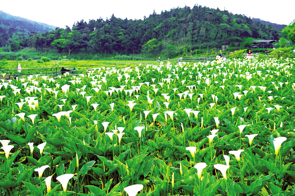 TAIPEI Spring 2020 Vol.19--Spring into Action: Five Diversified Tours to Explore Taipei