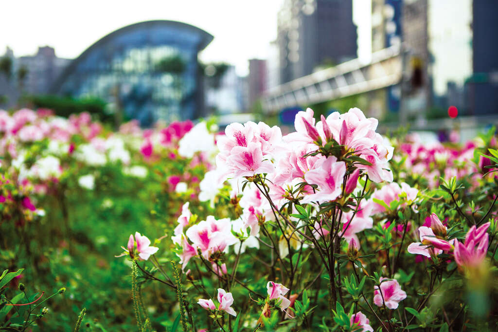 TAIPEI Spring 2020 Vol.19--Blossoming Flowers: The Must-See Taipei Flower Festivals