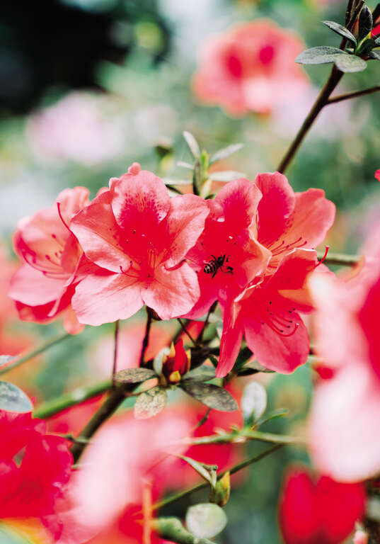 TAIPEI Spring 2020 Vol.19--Blossoming Flowers: The Must-See Taipei Flower Festivals