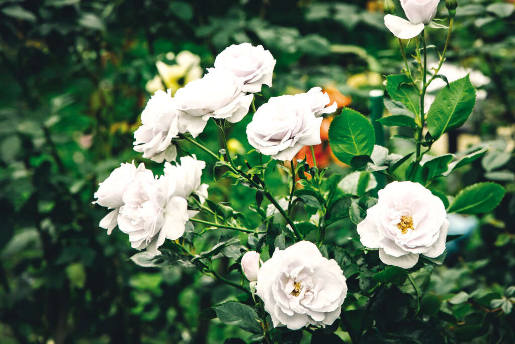 TAIPEI Spring 2020 Vol.19--Blossoming Flowers: The Must-See Taipei Flower Festivals