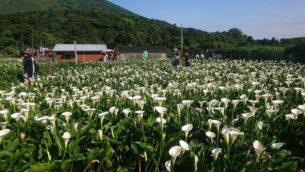 Firefly-spotting in Taipei: Two Recommended Locations