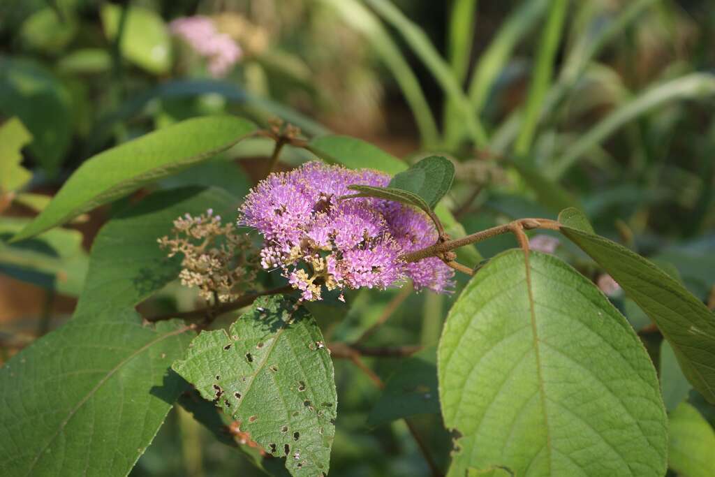 杜虹花，每年春季，特别是四月分，杜虹花锦簇的粉色花团非常显眼